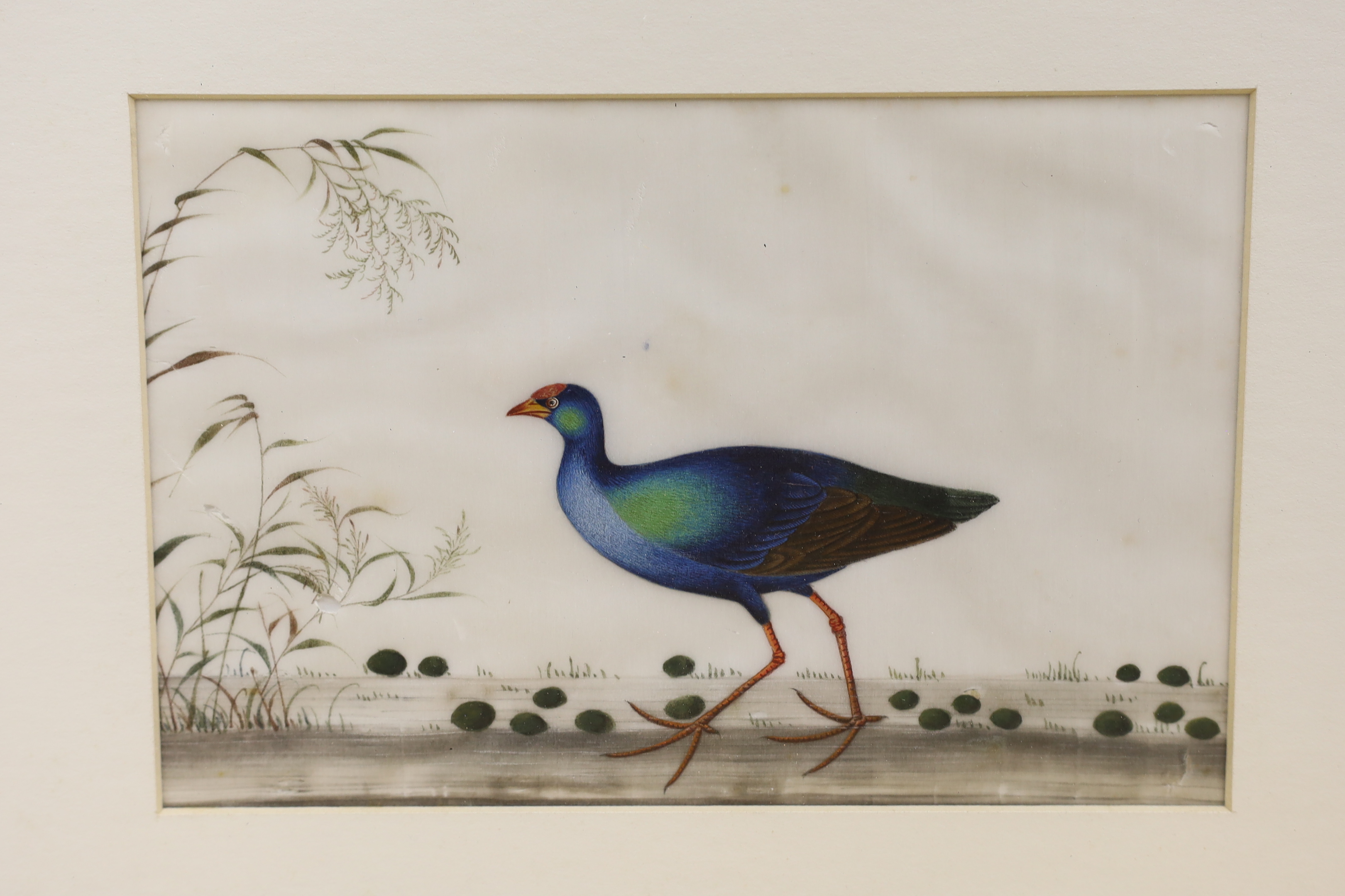 Chinese School, set of four pith paper paintings, Birds of Paradise, 14 x 22cm